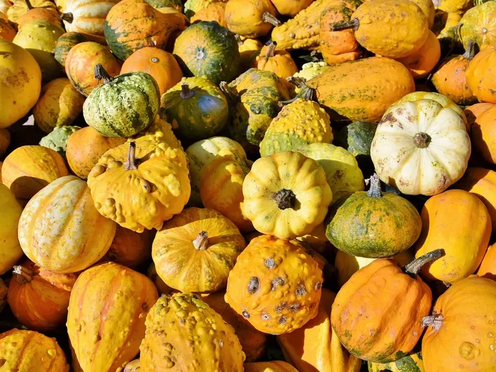 Puree from baked pumpkin - how to make