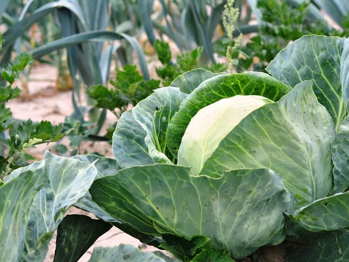 Vegetable broth for children - ingredients